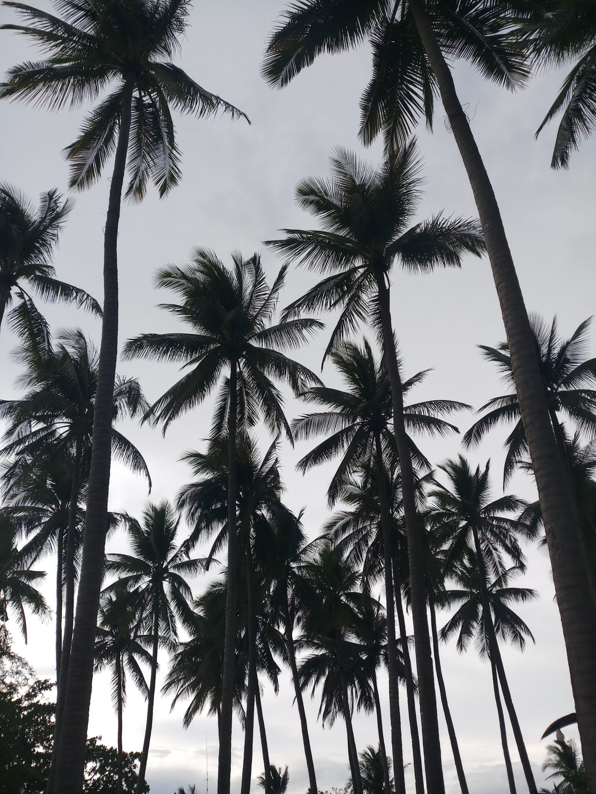 Palm Trees in black and white