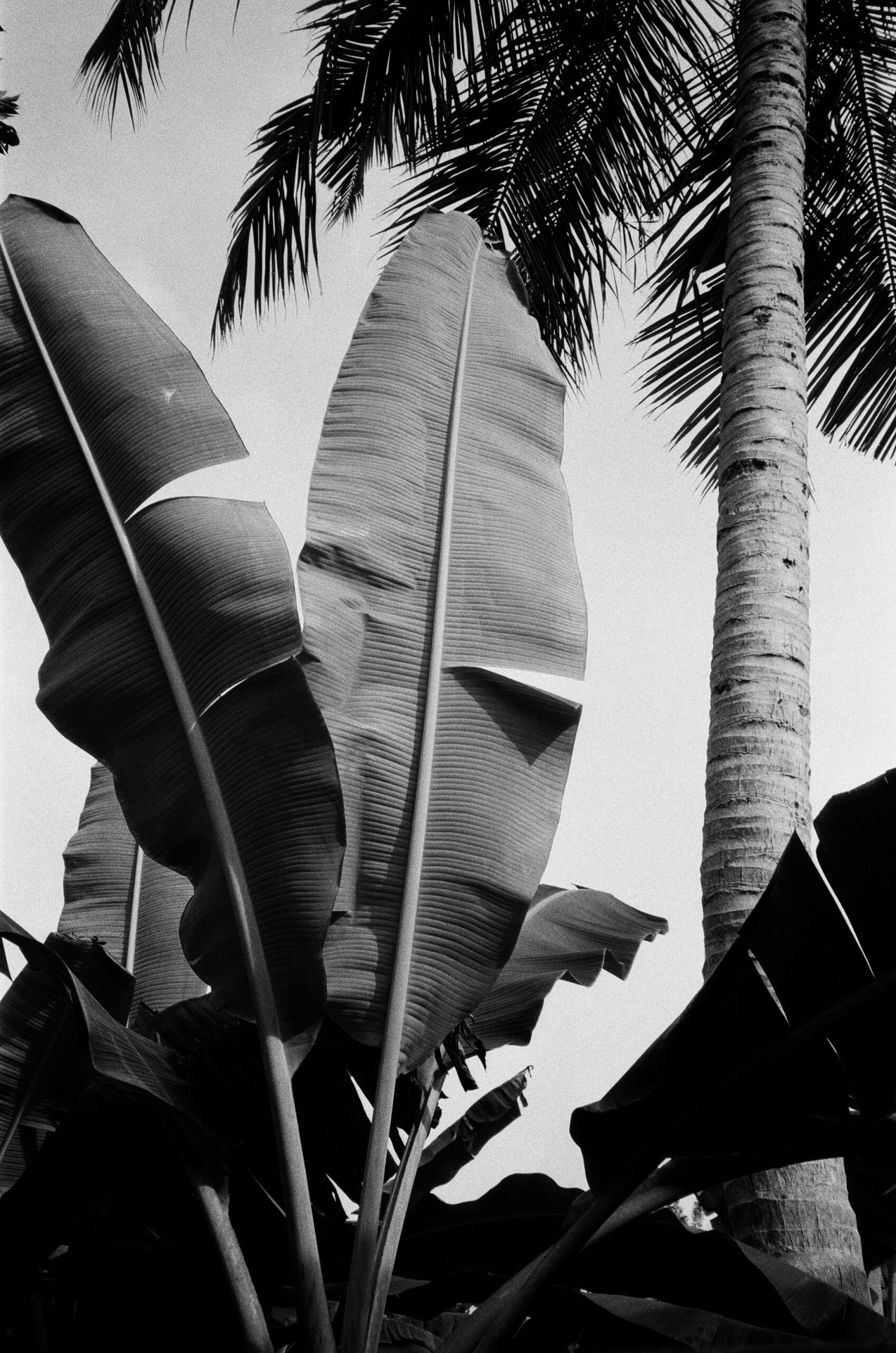 palm tree coconut tree leaves